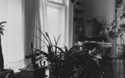 Reading the light: how to match your indoor plants to every window in your home