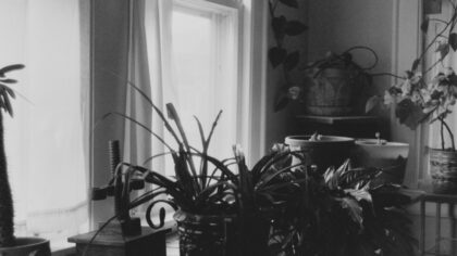 Reading the light: how to match your indoor plants to every window in your home