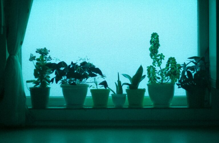 North facing window low light plants
