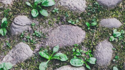 Rustic garden paths that make your yard feel like a country retreat