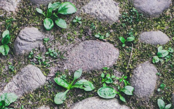 Rustic garden paths that make your yard feel like a country retreat
