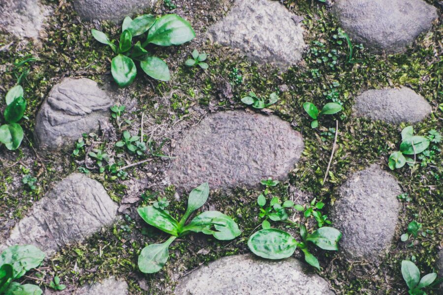 Rustic garden path gravel stone plants