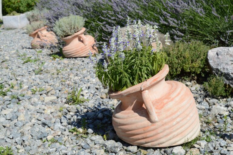 Lavender rosemary thyme