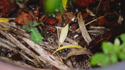 Simple composting tips that quietly turn kitchen scraps into healthy soil