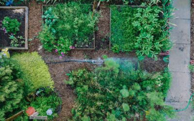 Simple crop rotation steps that keep home soil healthy