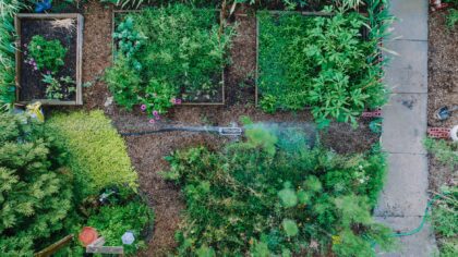 Simple crop rotation steps that keep home soil healthy