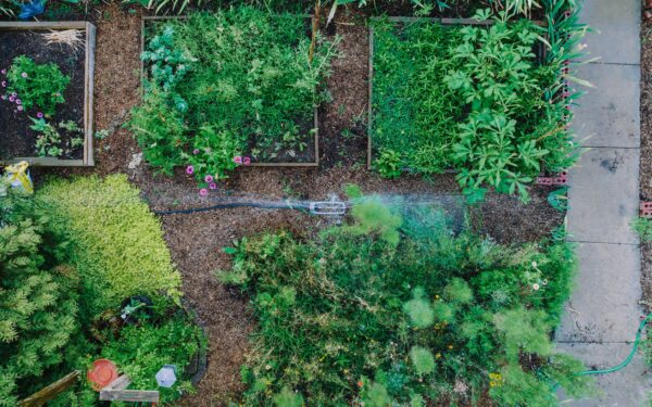 Simple crop rotation steps that keep home soil healthy