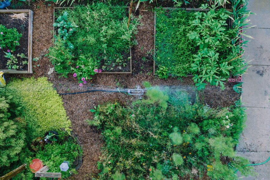 Raised bed vegetable