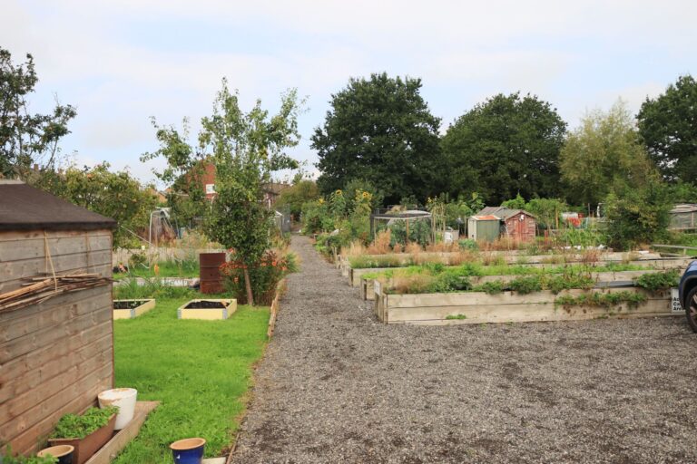 Raised bed vegetable