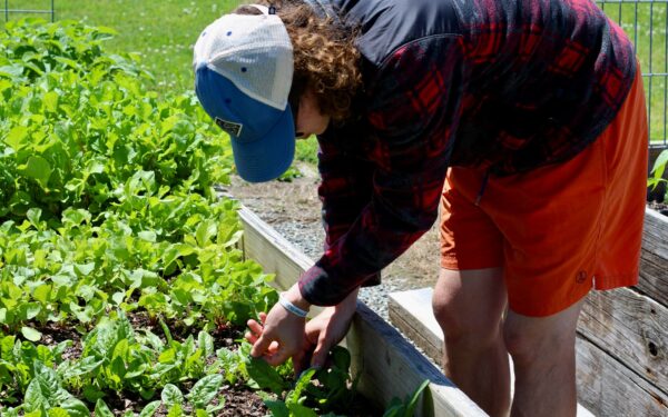 Simple crop rotation steps that keep small beds healthier year after year