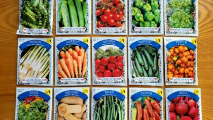 Simple direct sowing tips that help beginners succeed from seed