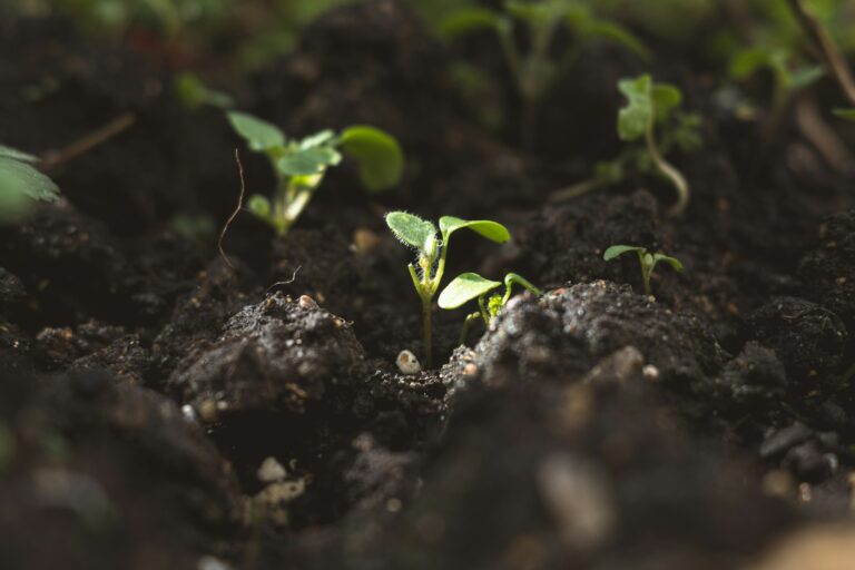 Seedlings emerging soil