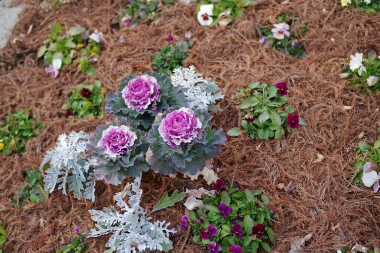 Flower border compost