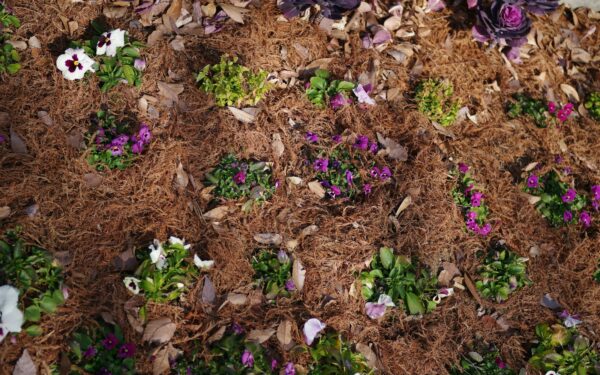 Simple feeding steps that keep home borders in steady growth