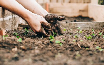 Simple fertilizing basics that keep home beds growing steadily through the season