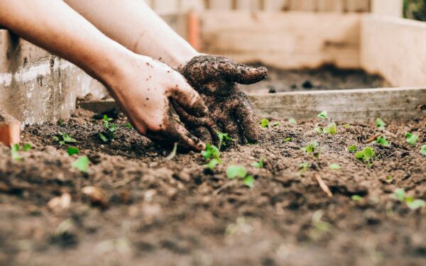 Simple fertilizing basics that keep home beds growing steadily through the season