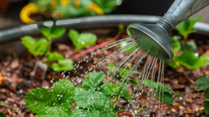 Simple mulching tips that help your plants use less water