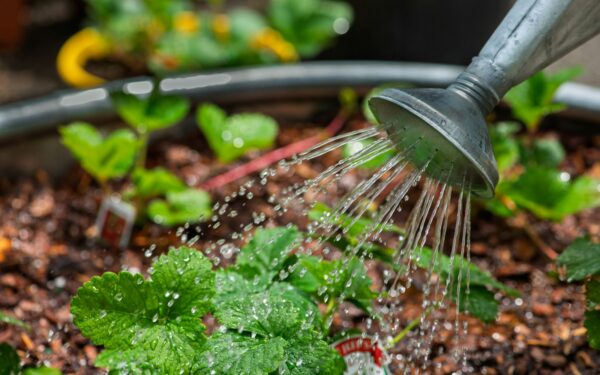 Simple mulching tips that help your plants use less water