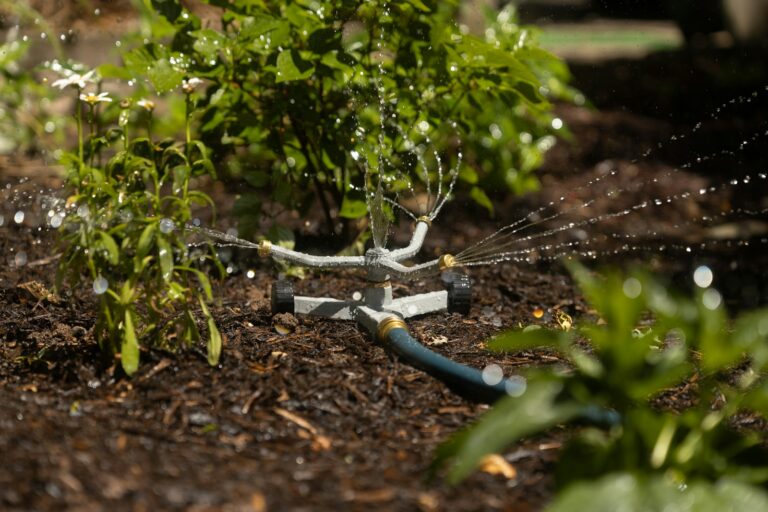 Mulch around shrubs