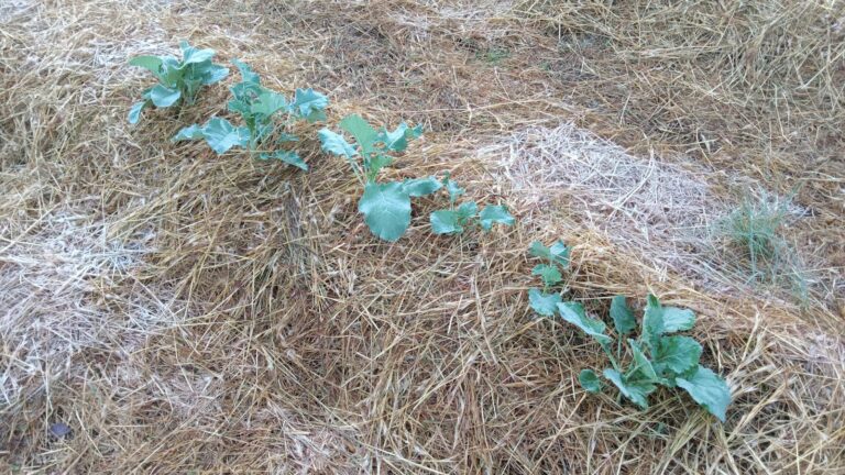 Vegetable bed straw