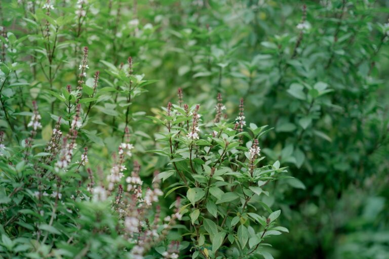 Hands pinching basil