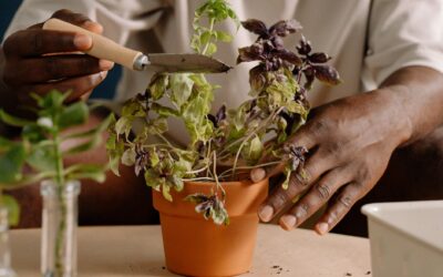Simple pinching techniques that quietly improve flowers and herbs