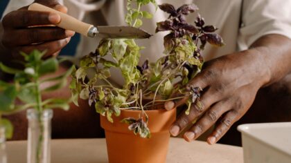 Simple pinching techniques that quietly improve flowers and herbs