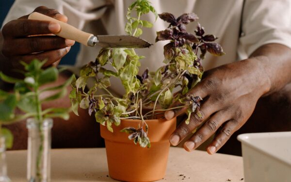 Simple pinching techniques that quietly improve flowers and herbs