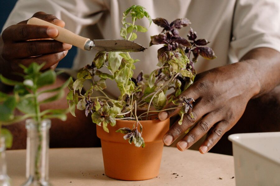 Hands pinching basil