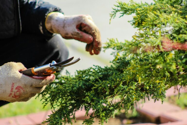 Hand pruning shears cutting shrub branches