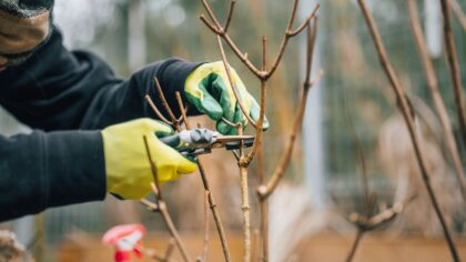 Simple pruning habits that keep your backyard lush and easy to care for