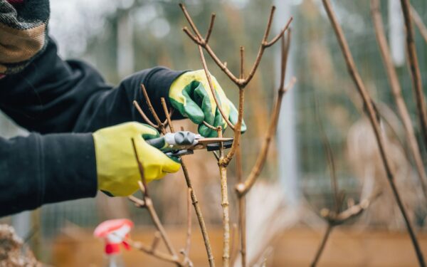 Simple pruning habits that keep your backyard lush and easy to care for
