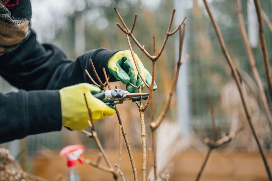 Hand pruning shears cutting shrub branches