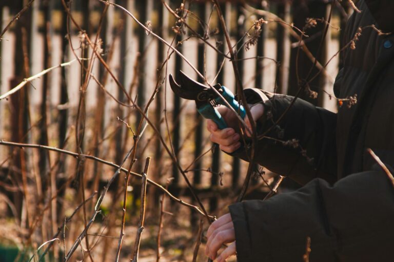Hand pruning shears cutting shrub branch