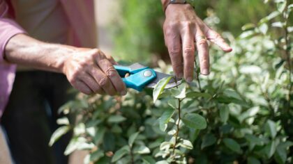 Simple pruning habits that keep your yard healthy and easy to care for