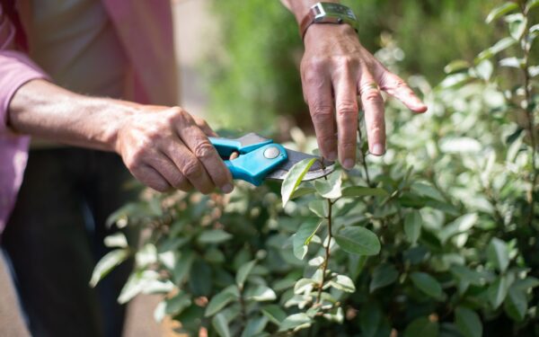 Simple pruning steps that keep home shrubs in good shape