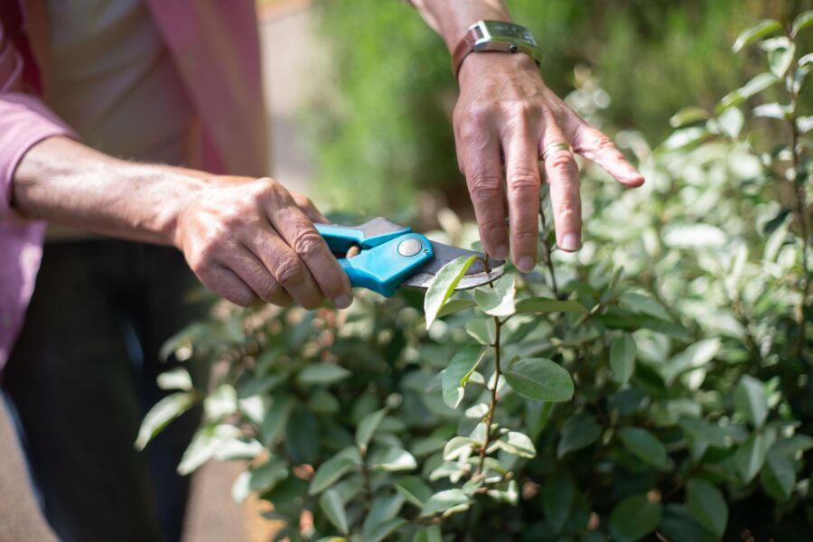 Hand pruning shrub