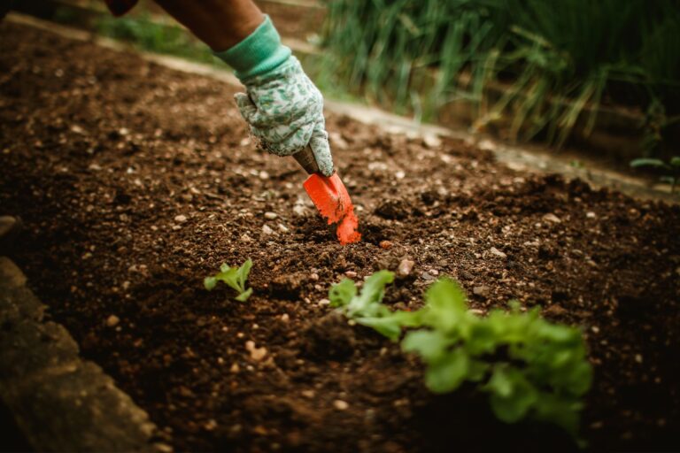 Raised bed soil