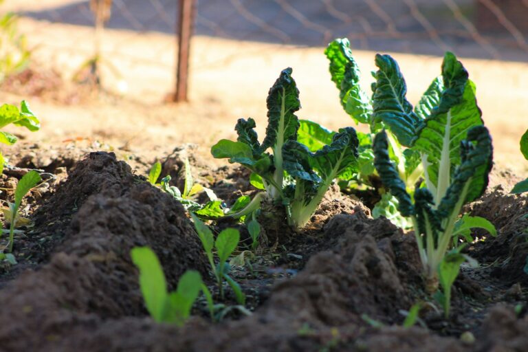 Healthy vegetable bed