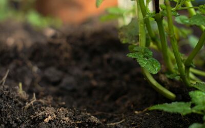 Simple soil drainage checks that help roots stay healthy