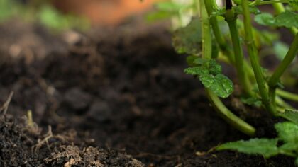 Simple soil drainage checks that help roots stay healthy