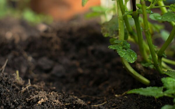 Simple soil drainage checks that help roots stay healthy