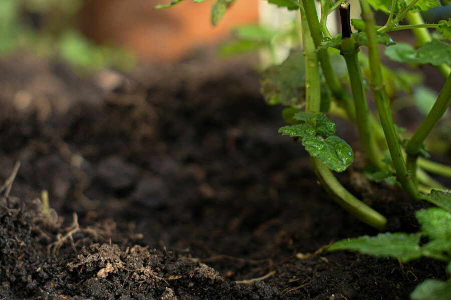 Healthy vegetable bed