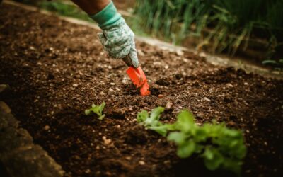 Simple soil testing and tuning at home for better plant growth