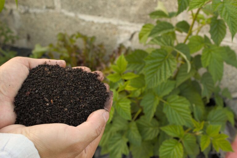 Hand holding soil