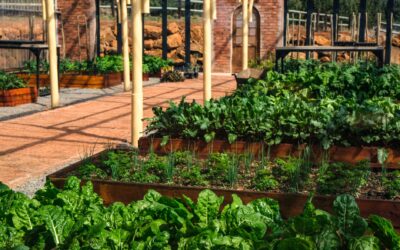 Simple succession planting for a longer harvest in any backyard