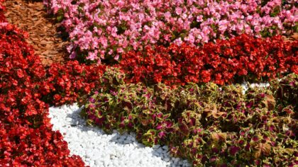 Simple watering habits that prevent underwatering without wasting water