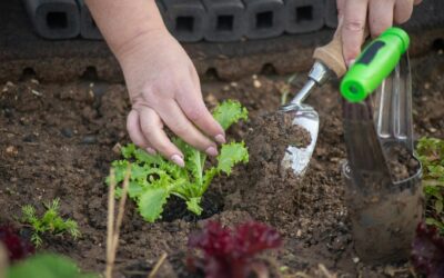 Simple weeding strategies that keep your beds clear without constant effort