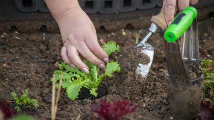 Simple weeding strategies that keep your beds clear without constant effort