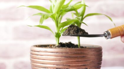Slow-release fertilizer basics for easier, steadier feeding in home gardens